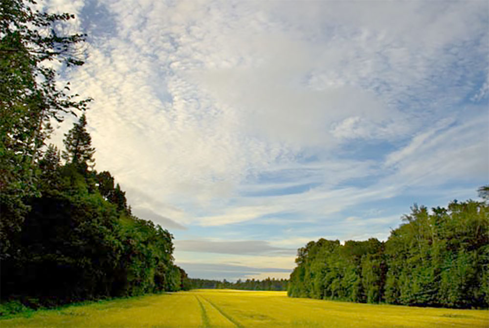 A field at Altyre